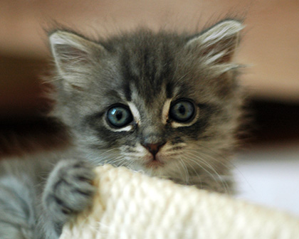 Example of a Kitten