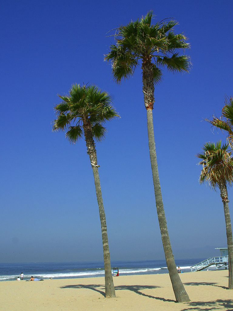 a beach with palm trees