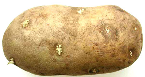 Potato